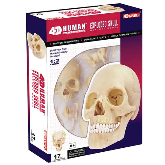 4D MASTER Skull Model