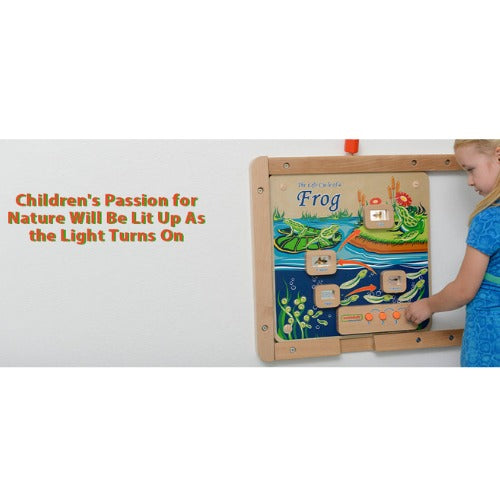 Light-Up Frog Life Cycle Stages Panel