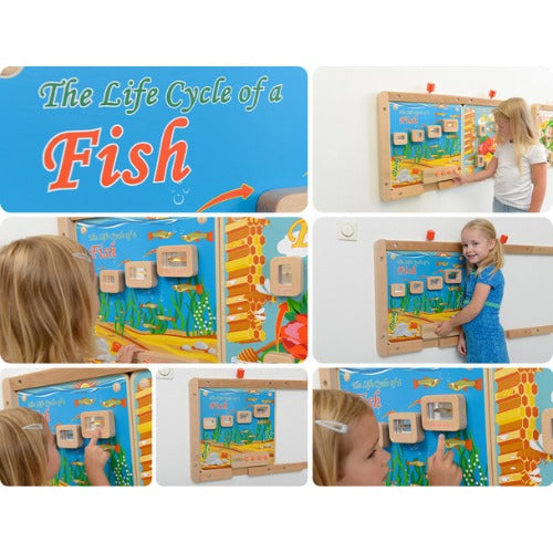 Light-Up Fish Life Cycle Stages Panel