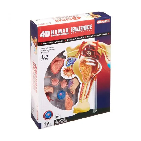 4D Female Reproductive Human Anatomy Model