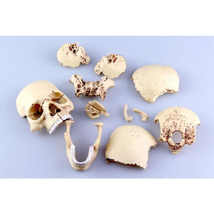 4D MASTER Skull Model