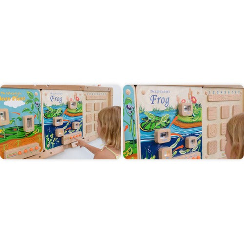 Light-Up Frog Life Cycle Stages Panel