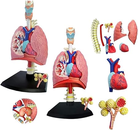4D Human Respiratory System