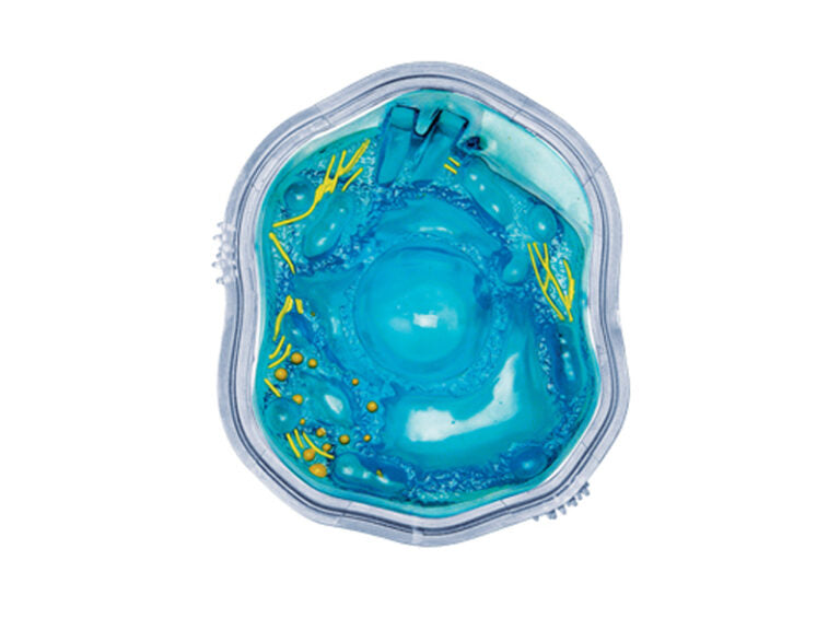 4D Vision Animal Cell Anatomy Model