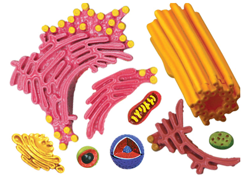 4D Vision Animal Cell Anatomy Model