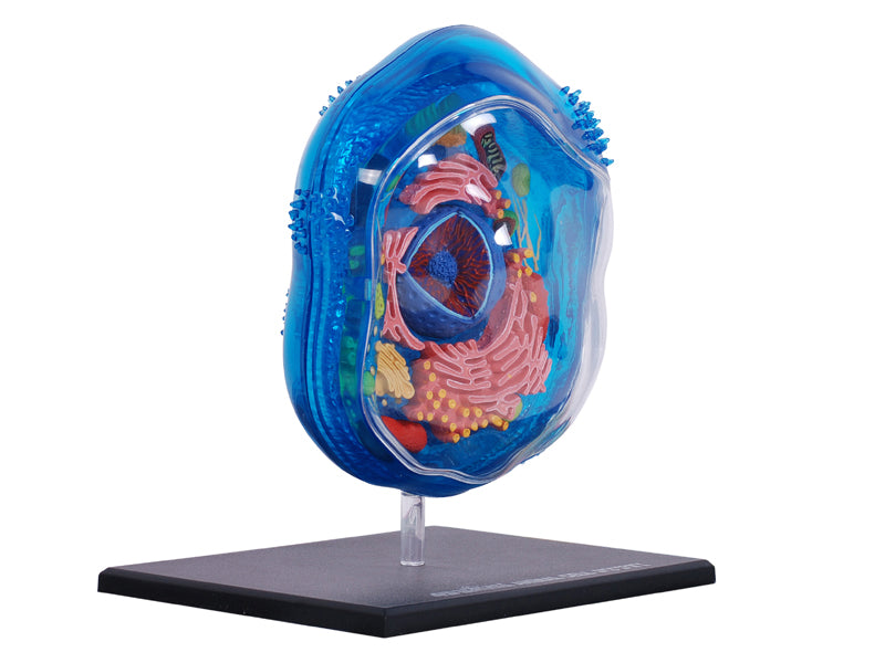 4D Vision Animal Cell Anatomy Model