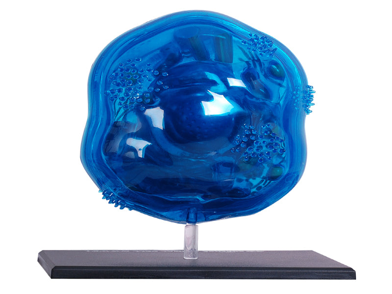 4D Vision Animal Cell Anatomy Model
