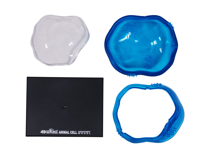 4D Vision Animal Cell Anatomy Model