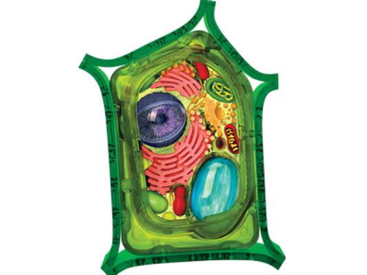 4D Vision Plant Cell Anatomy Model