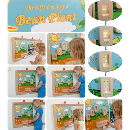 Light-Up Plant Life Cycle Stages Panel