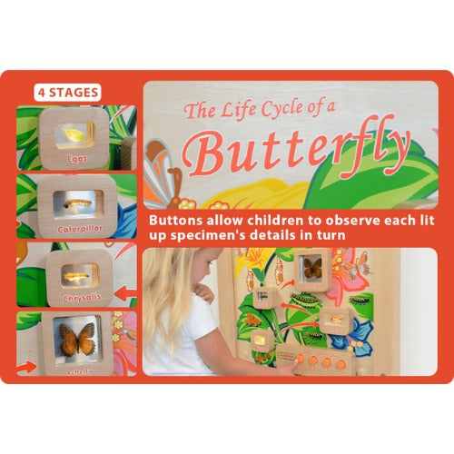 Light-Up Butterfly Life Cycle Stages Panel