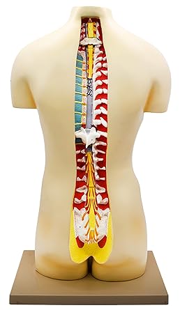 Human male and female torso,with back open