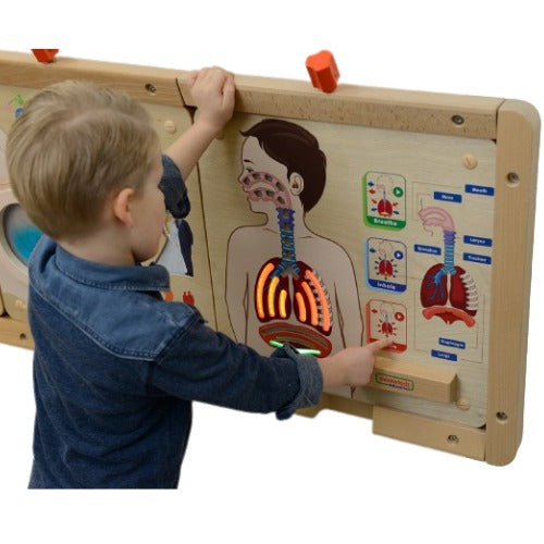 Respiratory System Human Body