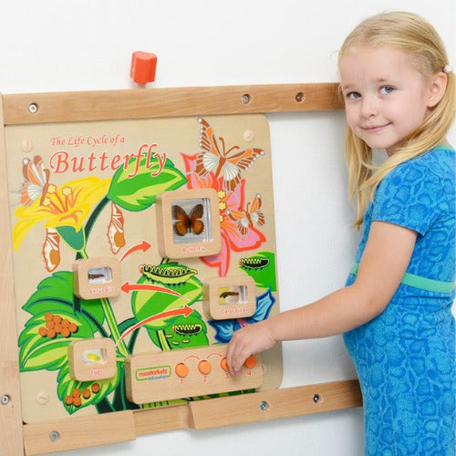 Light-Up Butterfly Life Cycle Stages Panel