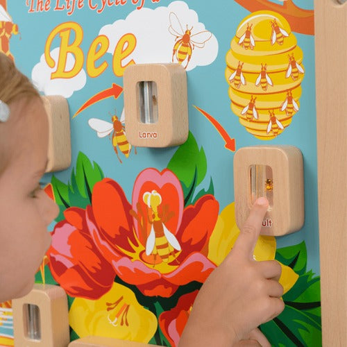 Light-Up Bee Life Cycle Stages Panel