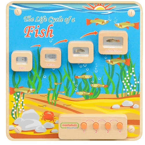 Light-Up Fish Life Cycle Stages Panel