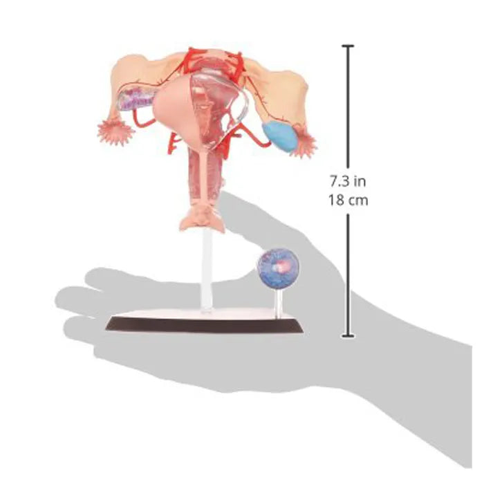 4D Female Reproductive Human Anatomy Model