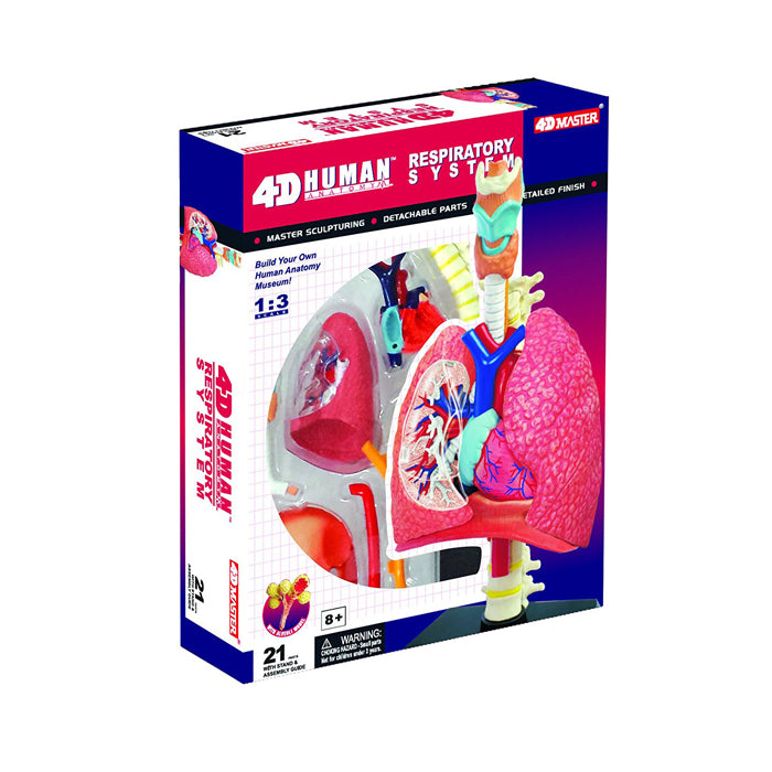4D Human Respiratory System