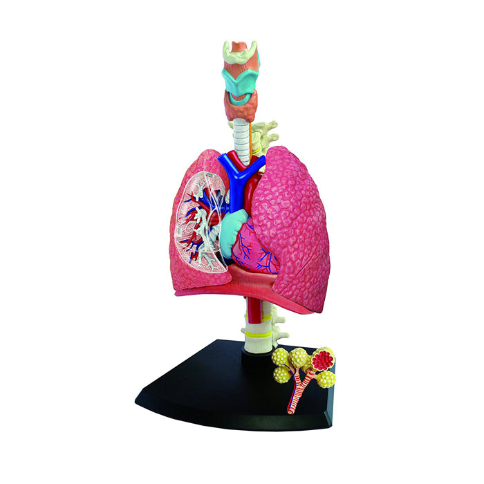 4D Human Respiratory System