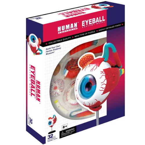 4D Human Eyeball Anatomy Model