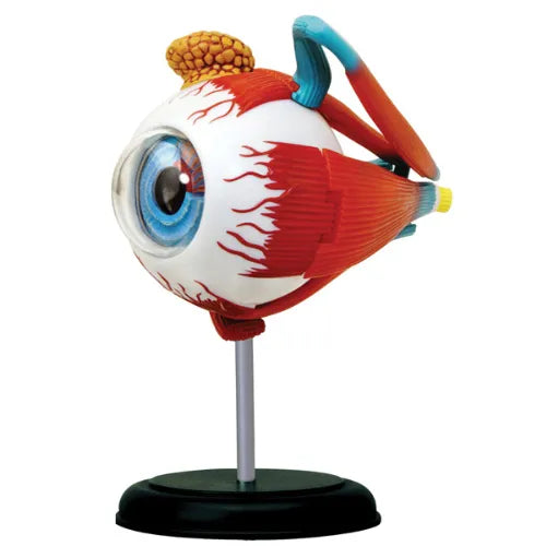 4D Human Eyeball Anatomy Model