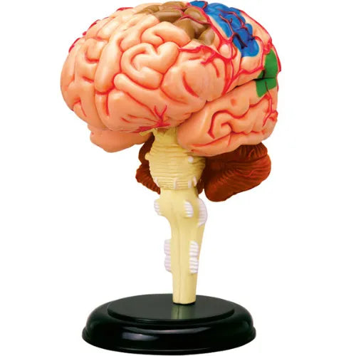 4D Human Brain Anatomy Model