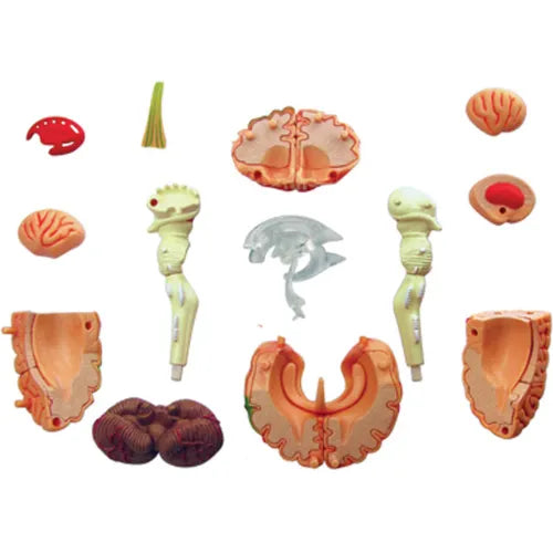 4D Human Brain Anatomy Model