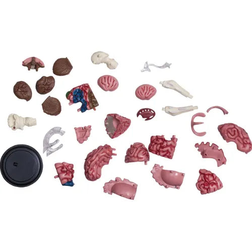 4D Human Brain Anatomy Model