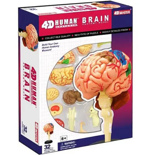 4D Human Brain Anatomy Model
