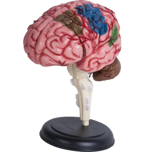 4D Human Brain Anatomy Model