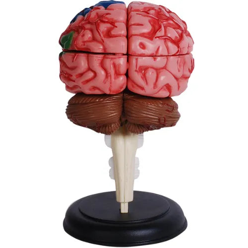 4D Human Brain Anatomy Model