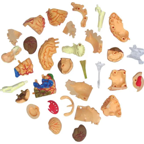 4D Human Brain Anatomy Model