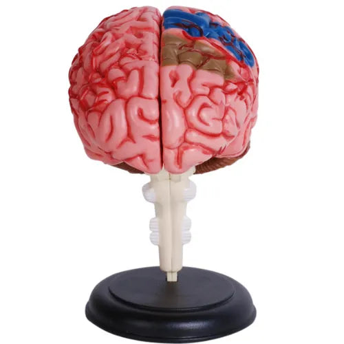 4D Human Brain Anatomy Model