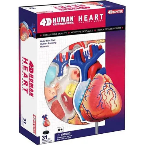 4D Human Heart Anatomy Model