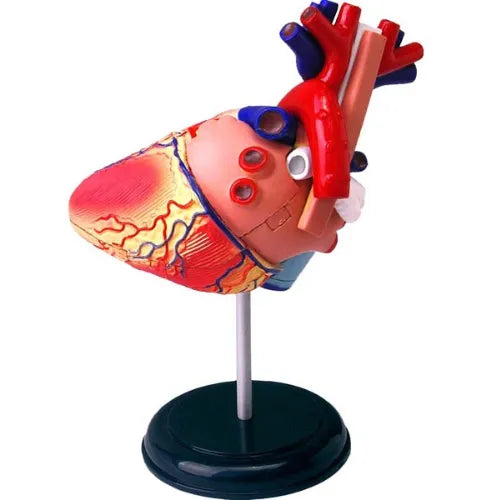 4D Human Heart Anatomy Model