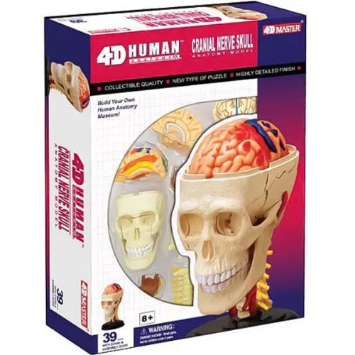 4D Human Cranial Nerve Skull Anatomy Model