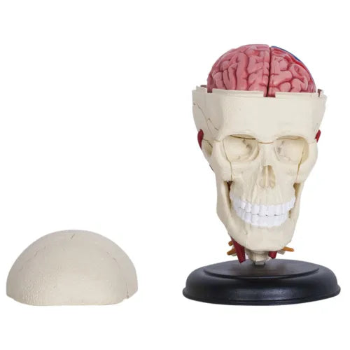 4D Human Cranial Nerve Skull Anatomy Model