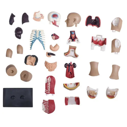 4D Vision Human Torso Anatomy Model