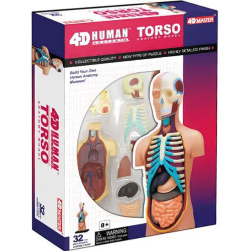 4D Vision Human Torso Anatomy Model