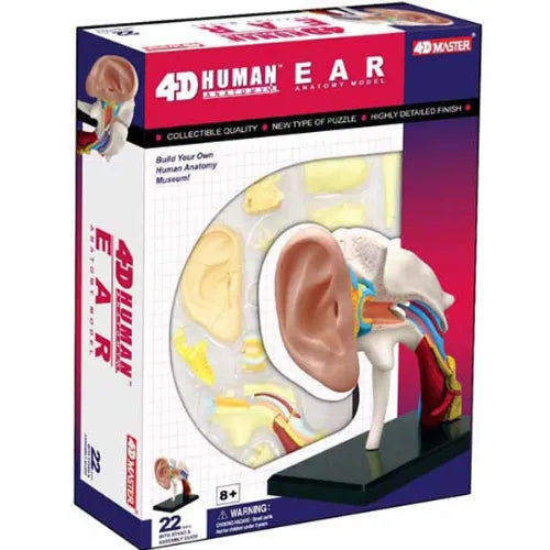 4D Human Ear Anatomy Model