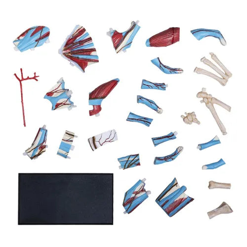 4D Human Hand Anatomy Model