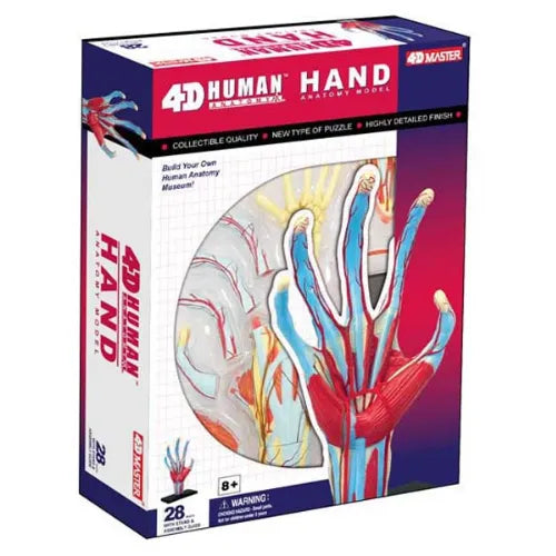 4D Human Hand Anatomy Model