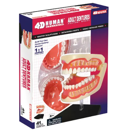 4D Human Denture Adult Anatomy Model