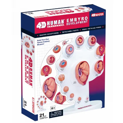 4D Human Embryo Development Premium Anatomy Model