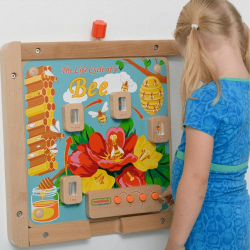 Light-Up Bee Life Cycle Stages Panel