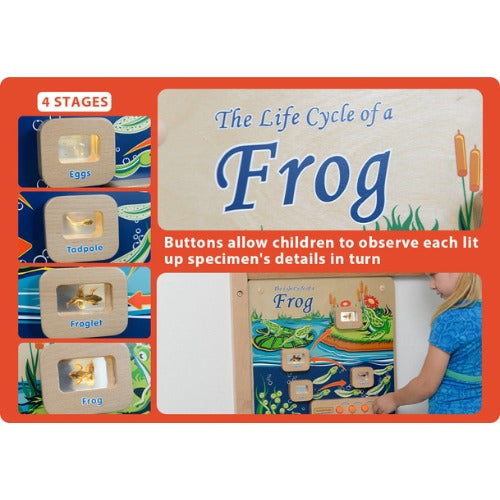 Light-Up Frog Life Cycle Stages Panel