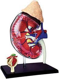 4D Vision Kidney Model Human Anatomy