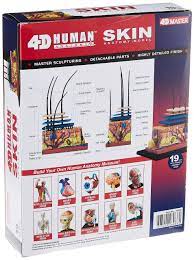 4D Vision Human Skin Model