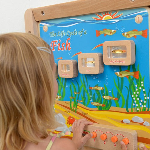 Light-Up Fish Life Cycle Stages Panel