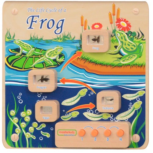 Light-Up Frog Life Cycle Stages Panel